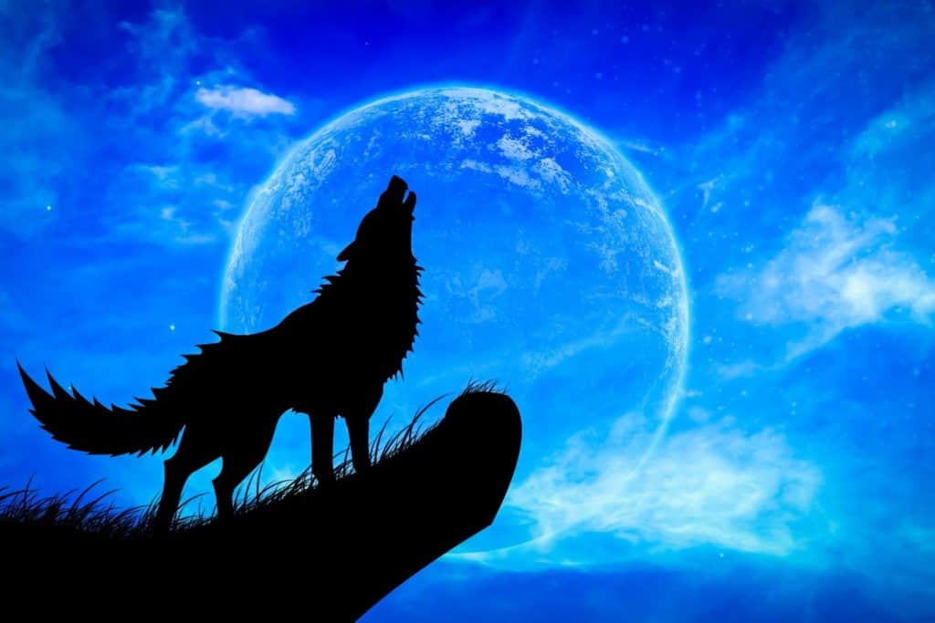 זאב מול ירח כחול