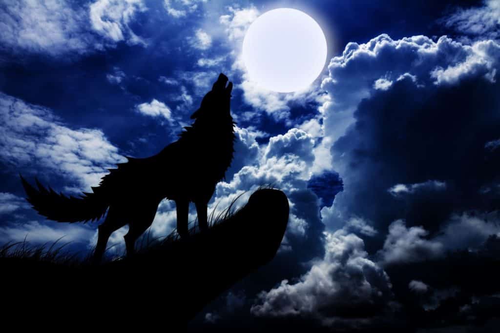 זאב מול ירח כחלחל