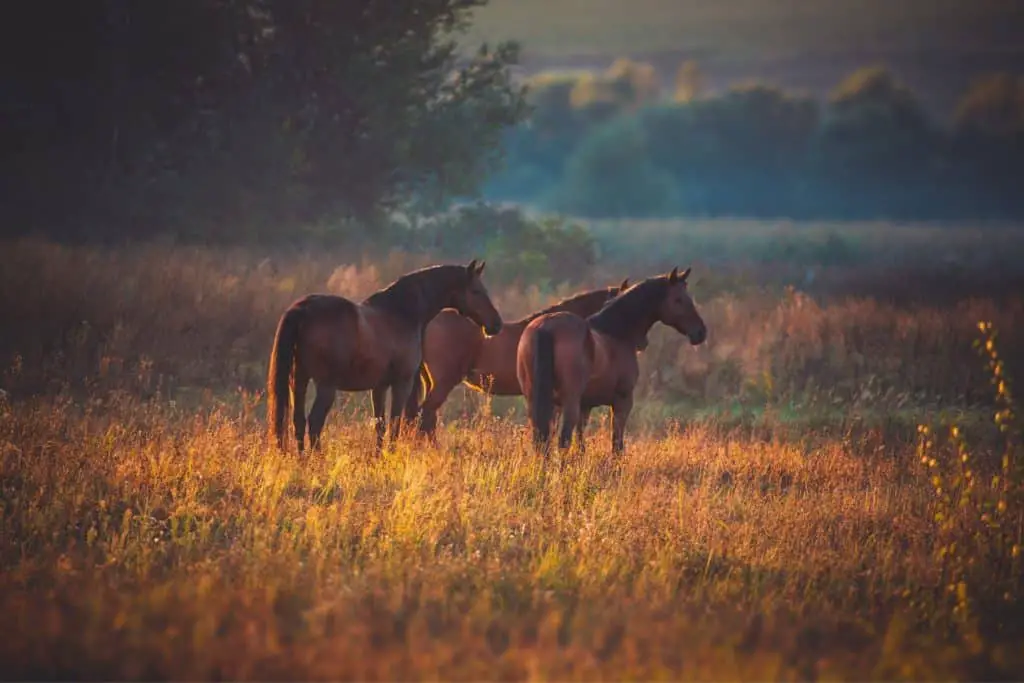 סוסים חומים בטבע